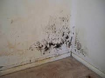 What are special techniques available for mold removal from home?