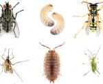 O'conner Termite & Pest Control Bakersfield
