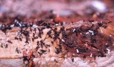 Eastern Termite and Pest Control