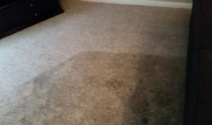 Whole House Carpet Cleaning