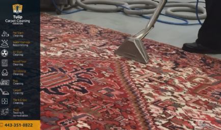 Tulip Carpet Cleaning Odenton