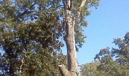Thompsons Tree Climbers